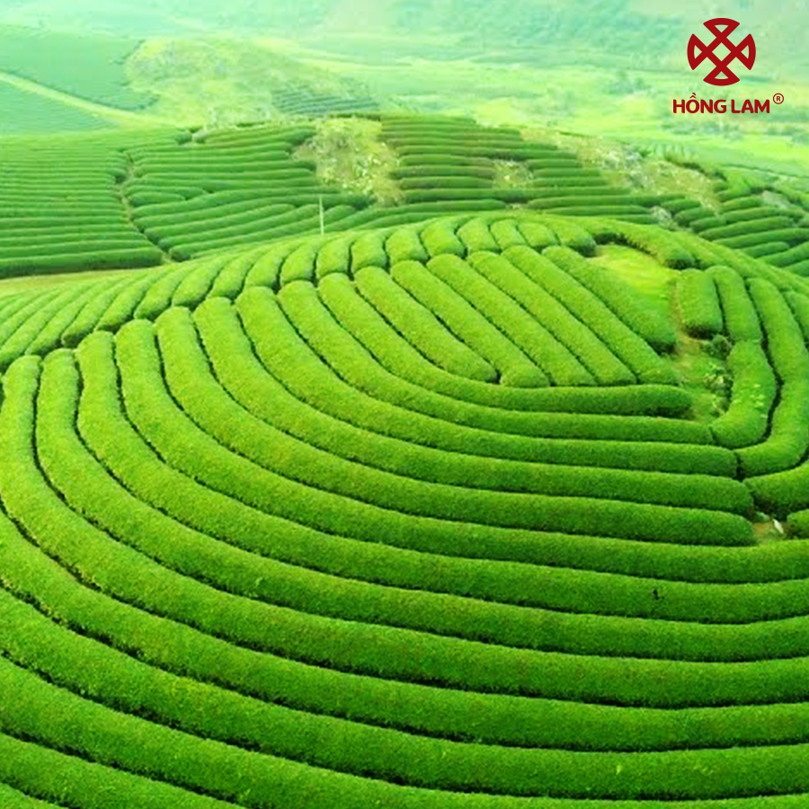 Bộ sưu tập hình ảnh cánh đồng lúa đẹp nhất: hơn 999 hình ảnh chất lượng 4K